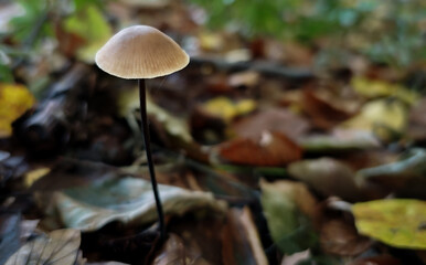 A small, slender mushroom with a thin dark stem and pale cap stands alone among fallen leaves in a quiet forest.