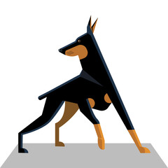 Doberman in motion