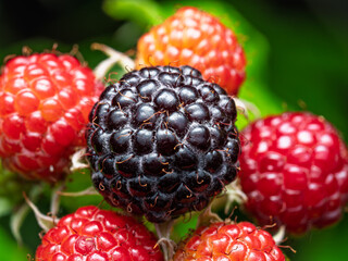 Close-up of growing ripe and unripe Black raspberries (Rubus occidentalis L.) on stem in garden. Detail of fresh fruit with green leaves. Organic farming, healthy food, BIO viands, back to nature