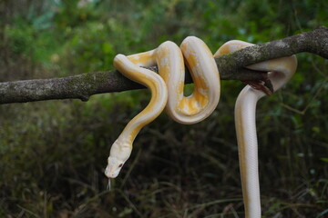 Albino python on tree trunk