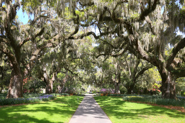 Beautiful southern low country garden scape of live oak trees, azaleas, and Spanish moos making an idealic serene antebellum atmosphere. 