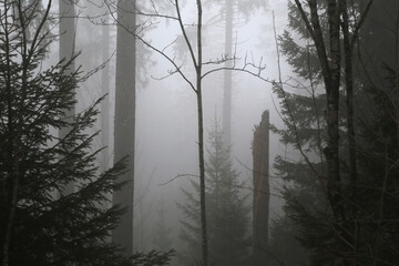 schwarzwald in der nähen von Hofsgrund im herbst bei nebel und grauen wetter