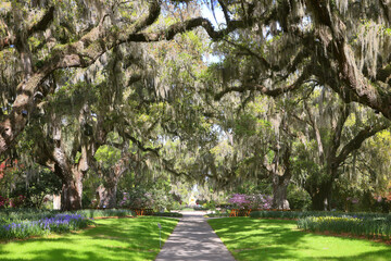 Beautiful southern low country garden scape of live oak trees, azaleas, and Spanish moos making an idealic serene antebellum atmosphere. 