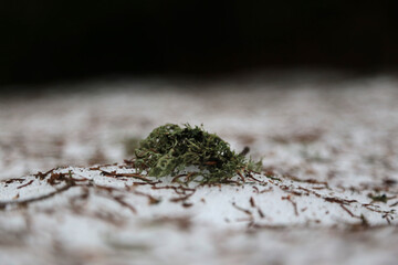 Detailaufnahme in einem Wald im Schwarzwald im Winter