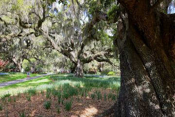 Beautiful southern low country garden scape of live oak trees, azaleas, and Spanish moos making an idealic serene antebellum atmosphere. 