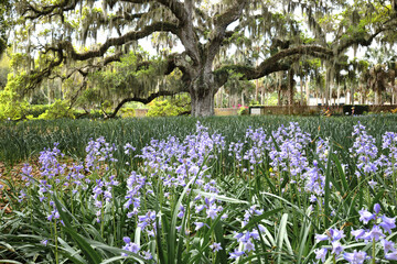 Beautiful southern low country garden scape of live oak trees, azaleas, and Spanish moos making an idealic serene antebellum atmosphere. 
