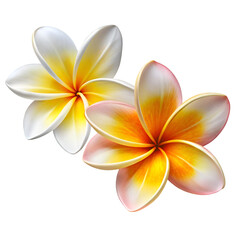 Plumeria flower png in vibrant colors beautifully isolated on transparent and white background