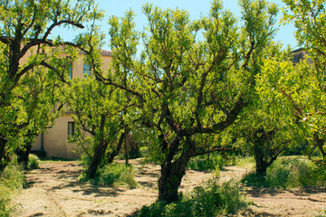 Jujube trees in Lio Piccolo, Italy, bask in golden light amid lush spring foliage. A serene countryside scene that captures the rustic charm and timeless beauty of the Venetian Lagoon.