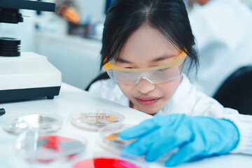 Young female scientist examining petri dishes in a laboratory while wearing safety glasses and...