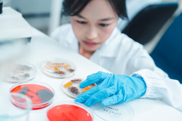 Young female scientist examining petri dishes in a laboratory while wearing safety glasses and...