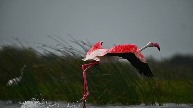 Injury flamingo 