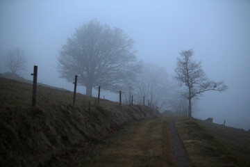 schwarzwald in der nähen von Hofsgrund im herbst bei nebel und grauen wetter