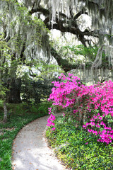 Beautiful southern low country garden scape of live oak trees, azaleas, and Spanish moos making an idealic serene antebellum atmosphere. 