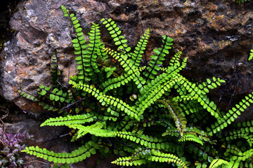 The maidenhair spleenwort fern (Asplenium trichomanes) grows among stones or rocks