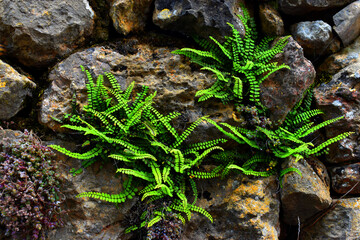 The maidenhair spleenwort fern (Asplenium trichomanes) grows among stones or rocks