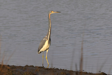 Great blue heron in saltwater marsh habitat. 