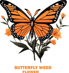 Butterfly weed flower vector white background .