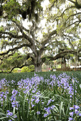 Beautiful southern low country garden scape of live oak trees, azaleas, and Spanish moos making an idealic serene antebellum atmosphere. 