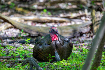 The wild turkey (Meleagris gallopavo) resting in the forest. The bird native to North America.