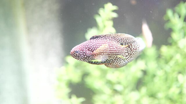 A fish with many spots is swimming in a tank. The fish is surrounded by green plants. The tank is in a room with a window
