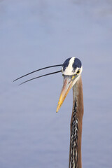 Great blue heron closeup headshot against blurry blue water background in habitat. 