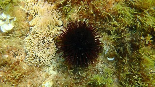 urchin, sea, sea urchin, animal, black, underwater, marine, black sea urchin, mediterranean sea, food, ocean, nature, isolated, life, wildlife, echinus, summer, echinodermata, seafood, water, natural.