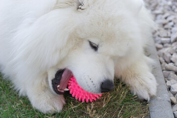 Samoyed dog holding a pink spiky ball with its paws, concept of pets care, playtime, animal toys