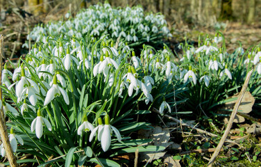groups of flowering snowdrops (Galanthus) in a forest clearing in early spring. Bunches of white...