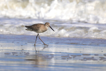Willet shore bird walking on the beach
