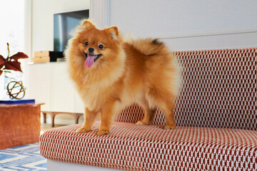 Pomeranian dog smiling while standing on the fluffy red sofa