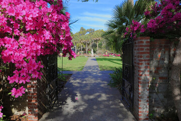 pink flowers azaleas in the garden