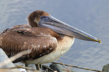Brown pelican in saltwater marsh habitat. 