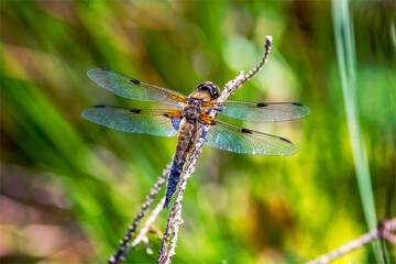 Vierfleck  Libellula quadrimaculata