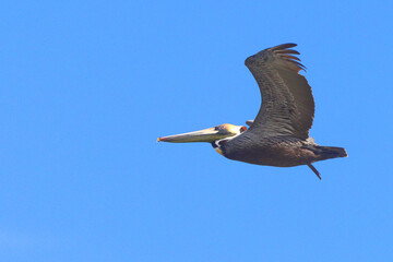 Yellow capped brown pelican in flight against a deep blue sky. 