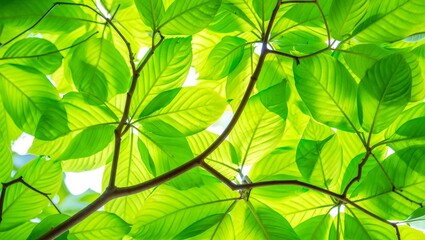 Lush green leaves create a natural canopy overhead above.