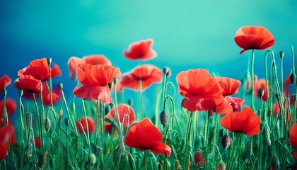 Obraz premium Blooming red poppies in a field in spring in nature on a turquoise background with soft focu.jpg