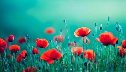 Obraz premium Blooming red poppies in a field in spring in nature on a turquoise background with soft focu.jpg