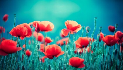 Fototapeta premium Blooming red poppies in a field in spring in nature on a turquoise background with soft focu.jpg