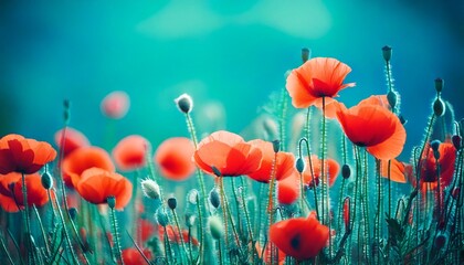 Obraz premium Blooming red poppies in a field in spring in nature on a turquoise background with soft focu.jpg