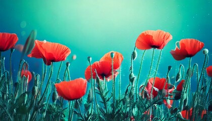Obraz premium Blooming red poppies in a field in spring in nature on a turquoise background with soft focu.jpg
