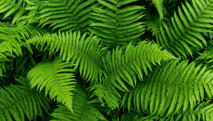 green fern leaves