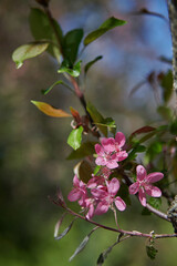 Blooming Season – Apple and Cherry Trees in Springtime Glory