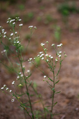 Wild flowers in the forest