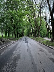 Fototapeta premium road in the forest