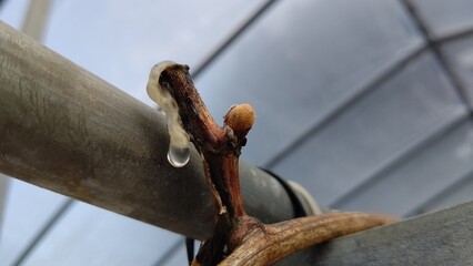 ブドウの枝から染み出る水