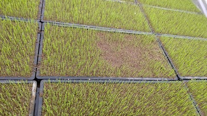 水稲苗の発芽不良