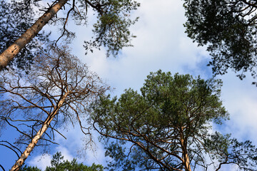 Looking Up Through the Forest Canopy wallpaper