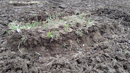 水分を含んだ田んぼの土