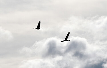 Two Sandhill Cranes Flying