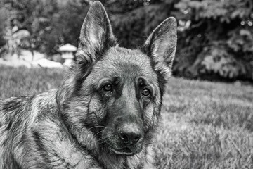 german shepherd dog